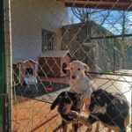 Veterinarska stanica Pazin